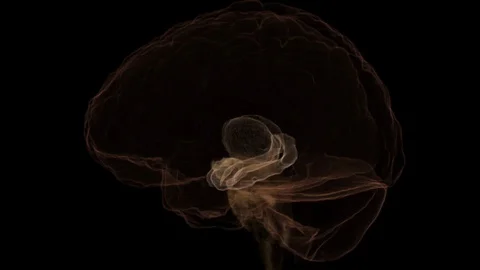 Hippocampus and Amygdala, Brain Video stock 113228355