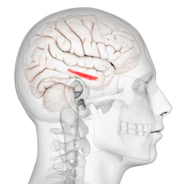 Hippocampus; artwork Stock Illustration