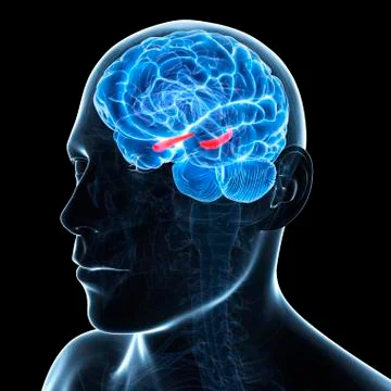 Hippocampus; artwork Stock Illustration