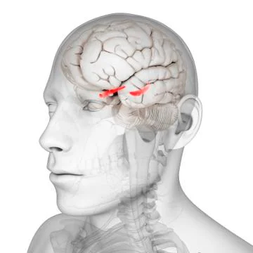 Hippocampus; artwork Stock Illustration
