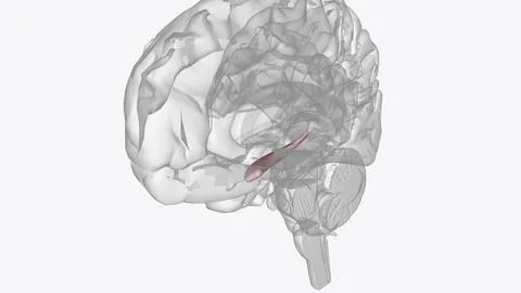Hippocampus is a complex brain structure embedded deep into temporal lobe イラスト素材