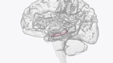 Hippocampus is a complex brain structure embedded deep into temporal lobe Stock Photos