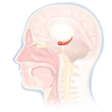 Hippocampus in human brain, illustration Stock Illustration