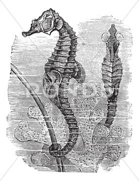Hippocampus (Syngnathus hippocampus) or short-snouted seahorse, vintage engr Stock Illustration
