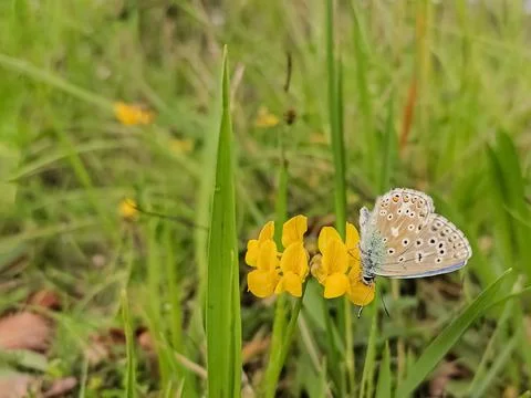 Hippocrepis comosa Stock Photos