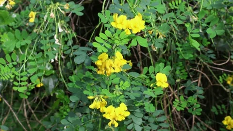 Hippocrepis (Coronilla) emerus Stock Footage 269740929