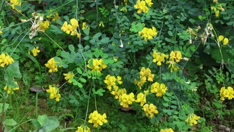 Hippocrepis (Coronilla) emerus Stock Footage 269740987