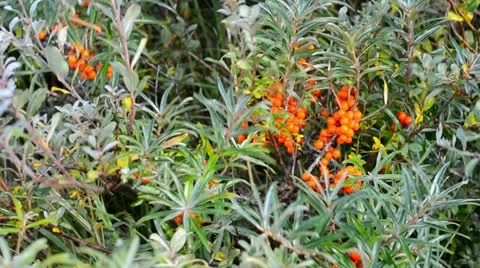 Hippophae rhamnoides Stock Footage 20612869