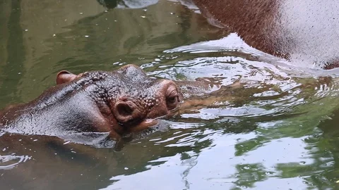 Hippopo 04 스톡 동영상 106491799