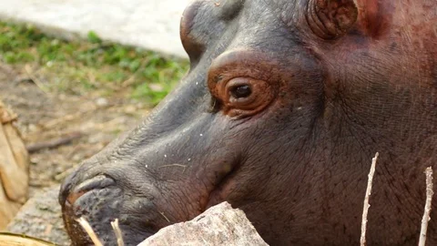 Hippopotam 動画素材 99095575