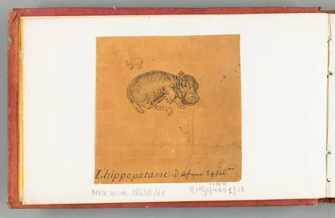 The Hippopotame of Africa (Hipopotam AfrykaÅ ski), W: Draw at the pen by H.. Stock Photos
