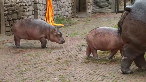 A hippopotamus and her twin babies Видео 343700853