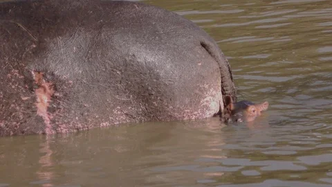 Hippopotamus with baby in pond, Kenya, E. Africa Stock-Footage