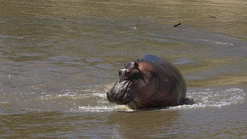 Hippopotamus bathing Video stock 87454294
