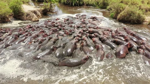 Hippopotamus Bloat Group Stock Footage 159813774