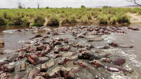 Hippopotamus Bloat Group Stock Footage 159813793