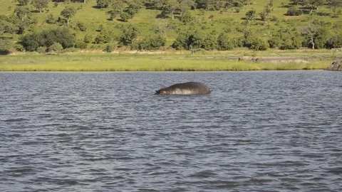 Hippopotamus in Botswana Vídeo Stock 91669171