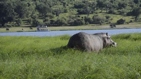 Hippopotamus in Botswana Video stock 91669489