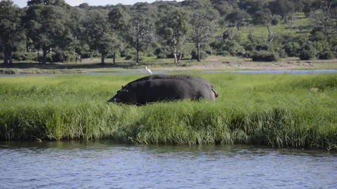 Hippopotamus in Botswana Vídeo Stock 91669493