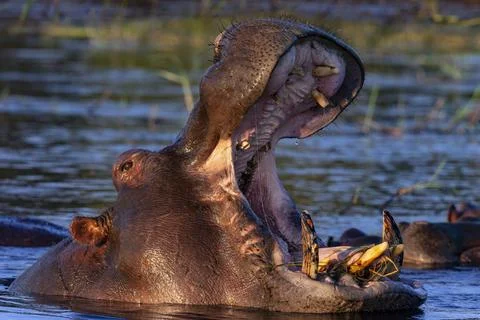 Hippopotamus - Botswana Stock Photos