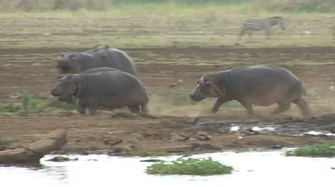 HIPPOPOTAMUS CHASE Video stock 21242949