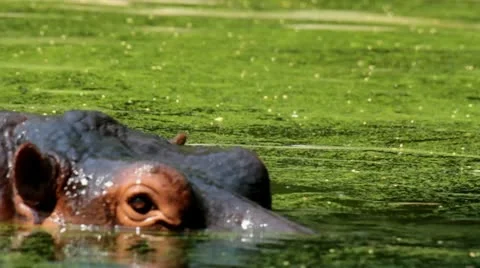 Hippopotamus Close-up Видео 12229216