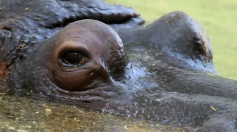 Hippopotamus Close-up Stock Footage 12229240
