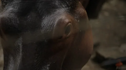 HIPPOPOTAMUS CLOSE UP Stock Footage 28073832