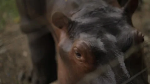 HIPPOPOTAMUS CLOSE UP Stock Footage 29894417
