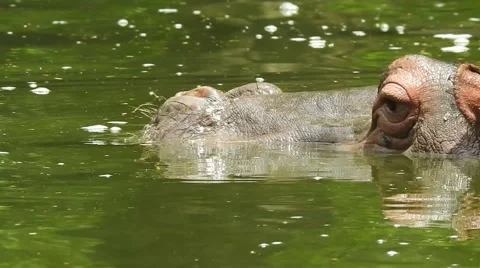 Hippopotamus Close up Stock Footage 52377194