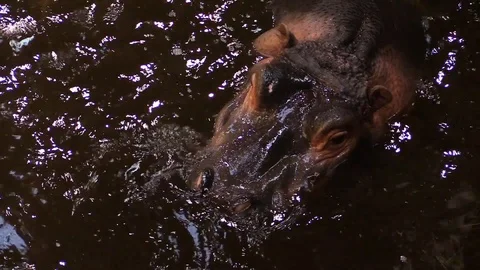 Hippopotamus up close in the water Stock Footage 88293375