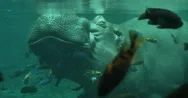 Hippopotamus Coming Up For Air Under The Water With Fish Swimming, 4K Stock Footage