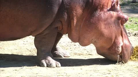 Hippopotamus eating 2 Video stock 8917227