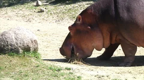 Hippopotamus eating 3 Video stock 8917342