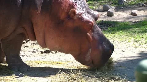 Hippopotamus eating Video stock 8917181