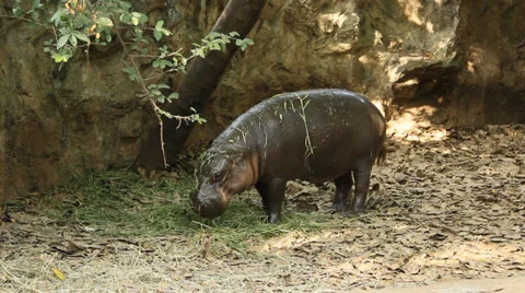 Hippopotamus eating Stock Footage 24593697