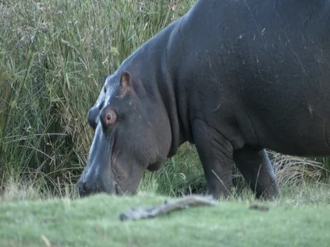 A Hippopotamus eating  Vídeo Stock 76436210