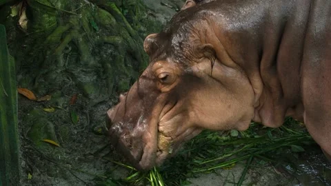 Hippopotamus Eating Stock Footage 224937337
