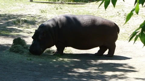 Hippopotamus eating grass 9996-1 Stock Footage