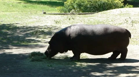 Hippopotamus eating grass 9997-1 Stock Footage