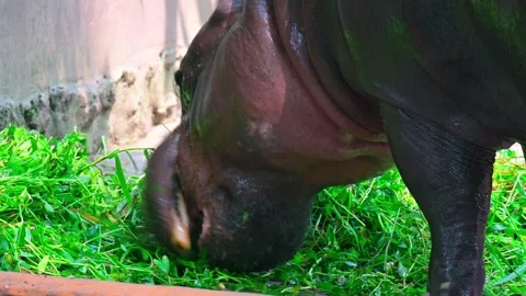 A hippopotamus eats 스톡 동영상 246191331
