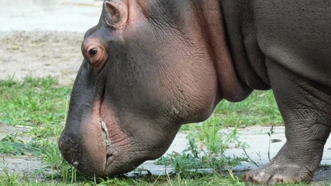 A hippopotamus eats grass Stock Footage 283072729