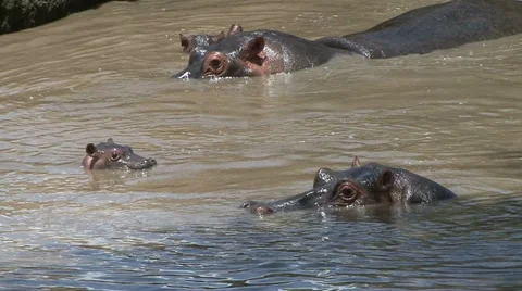 HIPPOPOTAMUS FAMILY POOL Stock Footage