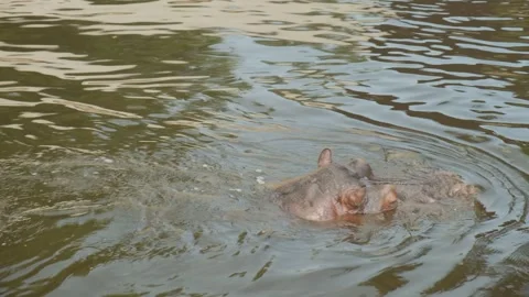 Hippopotamus floats in the river. Muzzle close-up. Video stock 245285958