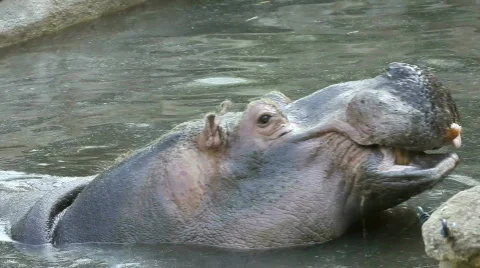Hippopotamus Stock Footage 489441