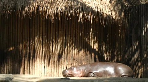 Hippopotamus Vídeo Stock 3821935