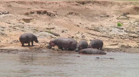 Hippopotamus Stock Footage 10722782