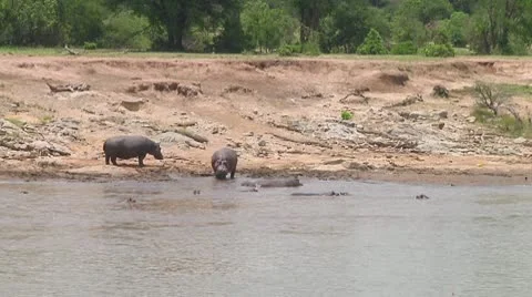 Hippopotamus Stock Footage 10722800