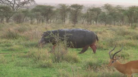 Hippopotamus Stock Footage 10722815