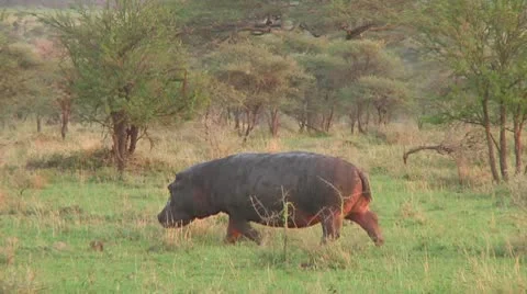 Hippopotamus Stock Footage 10722823